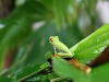 red-eyed-tree-frog-1.jpg