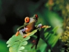 red-eyed-tree-frog-2.jpg