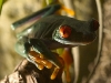 red-eyed-tree-frog-3.jpg