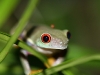 red-eyed-tree-frog-4.jpg