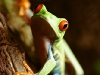 red-eyed-tree-frog-5.jpg