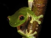 red-eyed-tree-frog-7.jpg