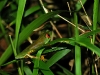 red-eyed-tree-frog-8.jpg