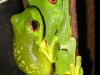 red-eyed-tree-frog-breeding-amplex.jpg