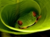 red-eyed-tree-frog-hiding-3.jpg