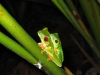 red-eyed-tree-frog-mating-1.jpg