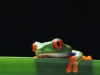 red-eyed-tree-frog-photo-1.jpg