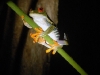 red-eyed-tree-frog-photographs.jpg