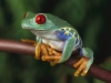 red-eyed-tree-frog-picture-1.jpg