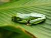 red-eyed-tree-frog-protection-2.jpg