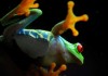 Ways to Keep Your Red Eyed Tree Frog Healthy
