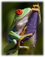 Keeping Tree Frog Healthy