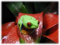 red eyed frog as-pet