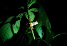 A Highly Vocal Amphibian: Red Eyed Tree Frog Calling