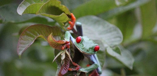 Red Eyed Tree Frog Supplies for a Healthy Environment