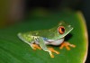 Signs of a Healthy Red Eyed Tree Frog