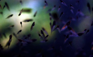 Red Eyed Tree Frog Breeding in Captivity