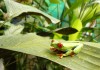 Buying a Red Eyed Tree Frog