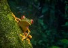Top 4 Unique Characteristics of Red Eyed Tree Frogs