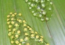Active Egg: Early Development of the Red Eyed Tree Frog