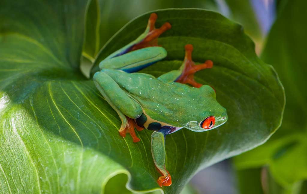 mundstykke Konsekvenser Mekaniker Red Eyed Tree Frog Feeding