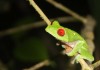Red Eyed Tree Frog Food
