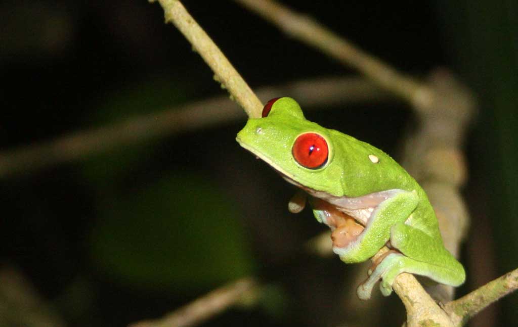 Red Eyed Tree Frog Food