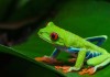 Is the Red Eyed Tree Frog Poisonous?