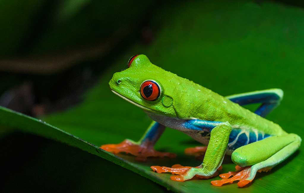 Is the Red Eyed Tree Frog Poisonous?