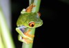 Interesting Red Eyed Tree Frog Facts