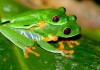 Red Eyed Tree Frog in Australia