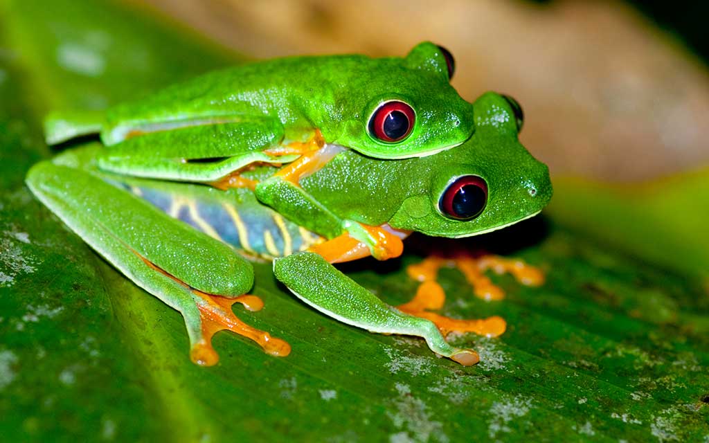 Compose Vær venlig Ballade Red Eyed Tree Frog in Australia