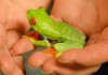 How to Prevent Red Eyed Tree Frog Fungal Disease