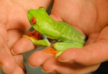 How to Prevent Red Eyed Tree Frog Fungal Disease