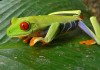 How to Prevent Red Eyed Tree Frog Illness