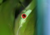 How to Recognize Illness in Red Eyed Tree Frog
