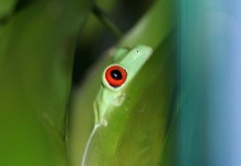 Early Egg Development of the Red Eyed Tree Frog