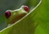 The Red Eyed Tree Frog Habitat & The Threats that it Faces