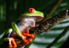 The Wonder of Red Eyed Tree Frog Skin