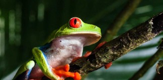 The Wonder of Red Eyed Tree Frog Skin