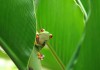 What is Being Done to Control Red Eyed Tree Frog Illness?