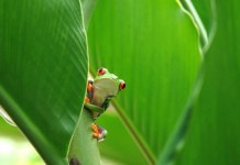 What is Being Done to Control Red Eyed Tree Frog Illness?