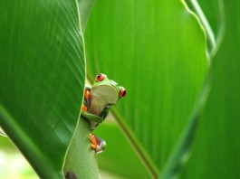 What is Being Done to Control Red Eyed Tree Frog Illness?