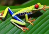 How to Find a Unique Red Eyed Tree Frog Gift