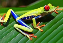 How to Find a Unique Red Eyed Tree Frog Gift
