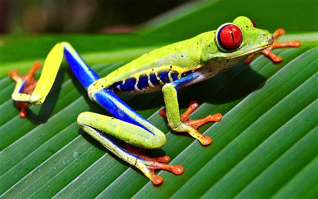 How to Find a Unique Red Eyed Tree Frog Gift
