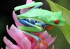 Red Eyed Tree Frog Books