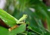 Red Eyed Tree Frog Fungal Disease