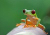 Red Eyed Tree Frog Posters