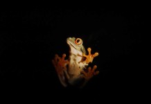 Red Eyed Tree Frog T-shirt
